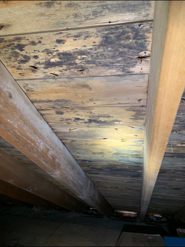 Dark mold staining on the underside of attic roof boards between wooden rafters, with roofing nails poking through