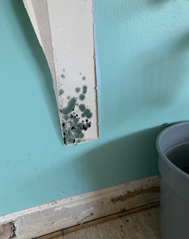 Spotted gray and black mold growth on a loose strip of drywall above a damaged baseboard